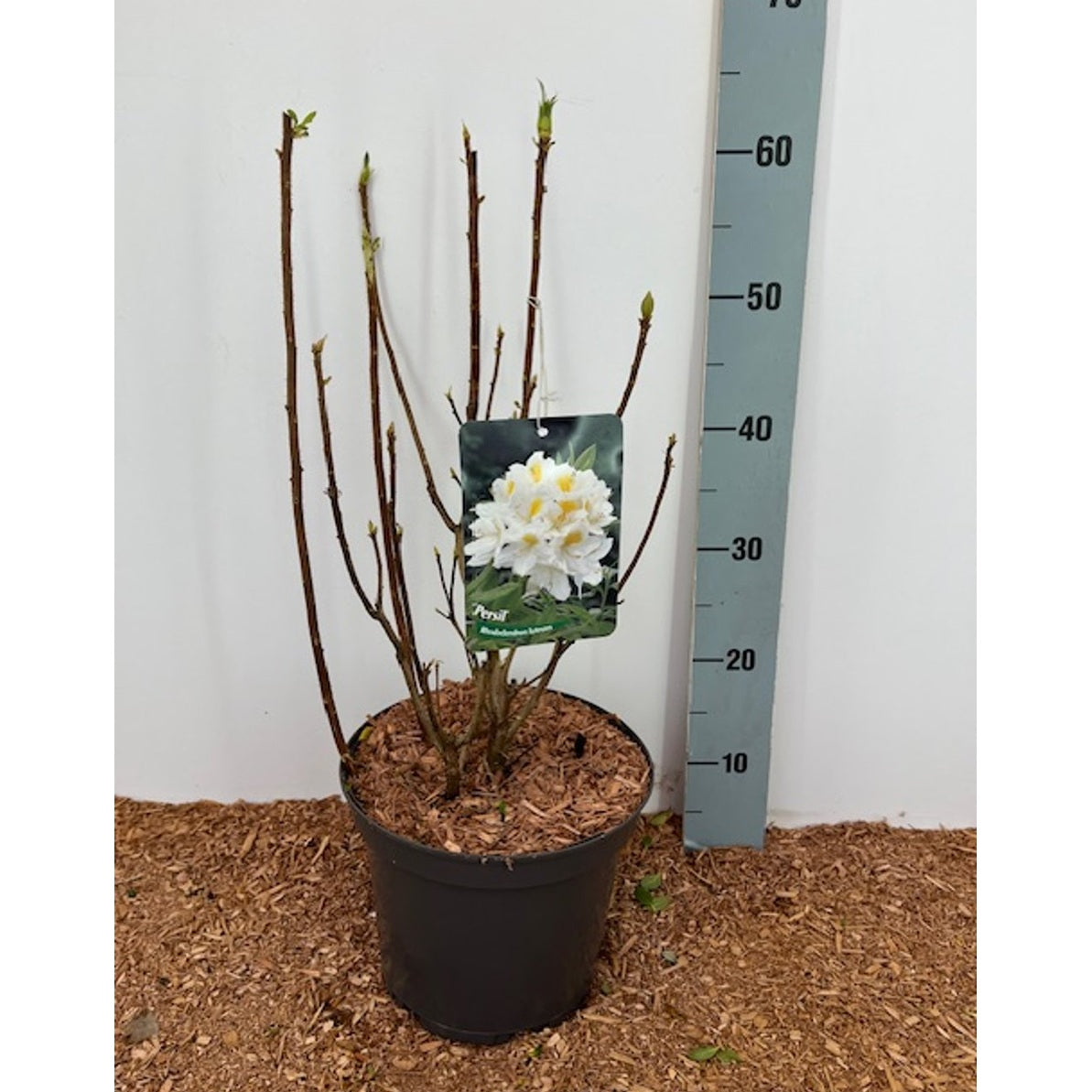 Rhododendron – Rhododendron (AK); 'Persil' - C5 30-40 CM